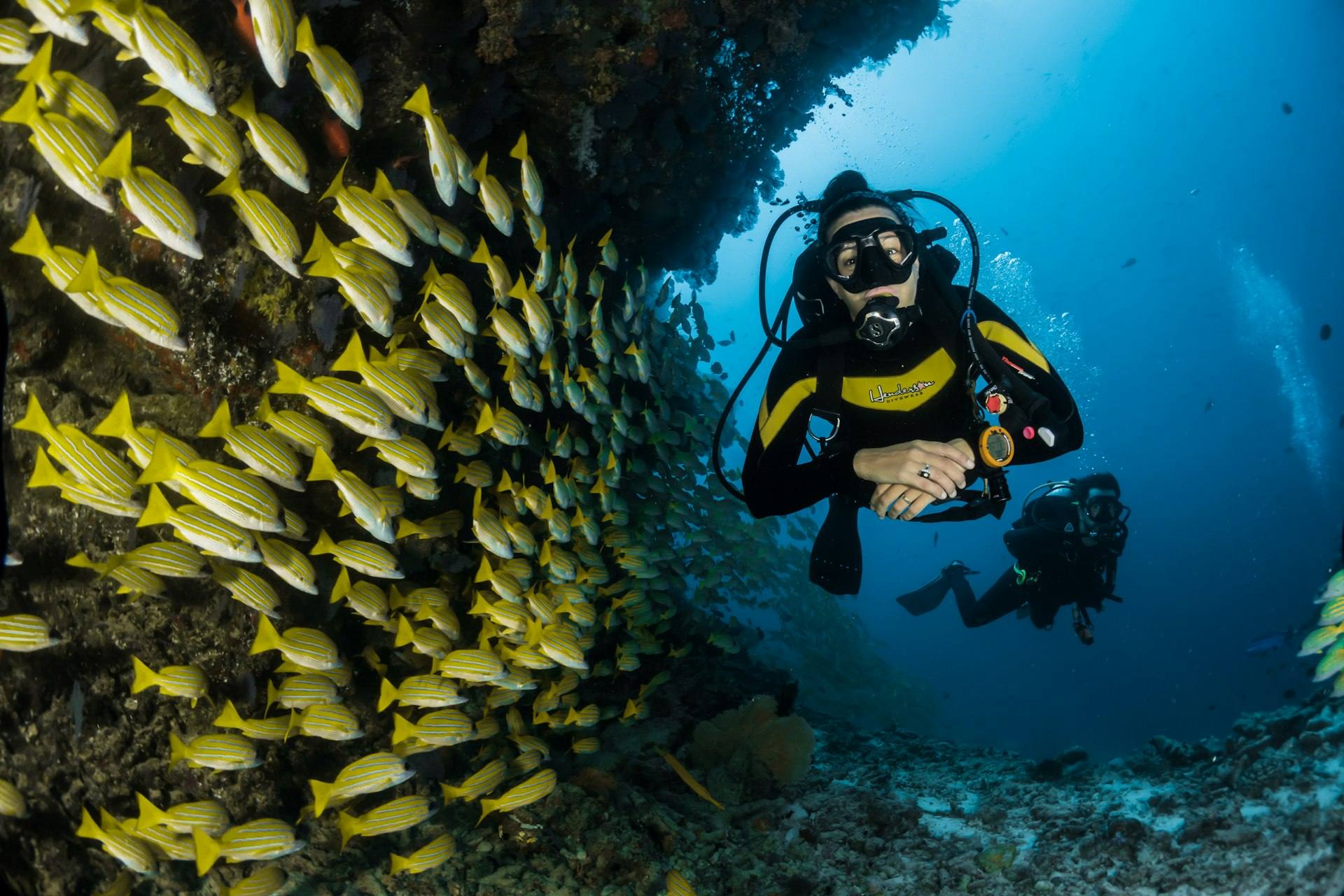 Buzos entre un cardumen de peces amarillos en el Pacífico