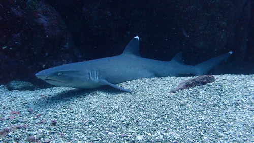Tiburón Punta Blanca, Isla Gorgona