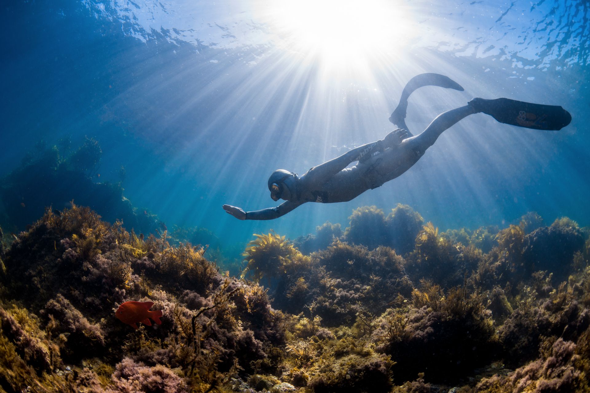 Buceo a Pulmón Libre (Skin Diver)