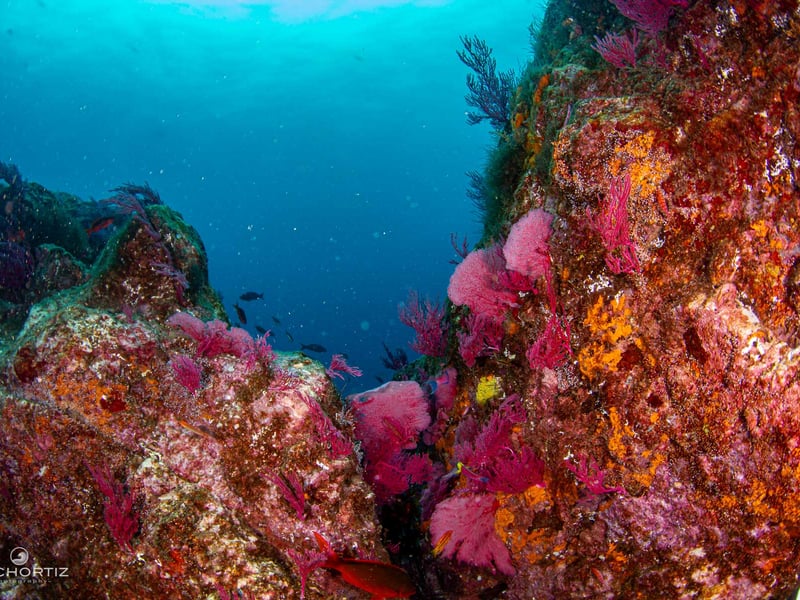 Isla Gorgona