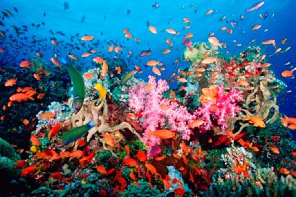 Fiji - Capital del Coral Blando