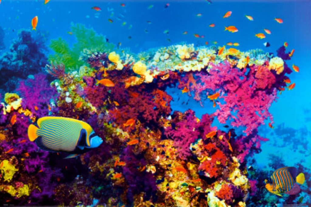 Fiji - Capital del Coral Blando