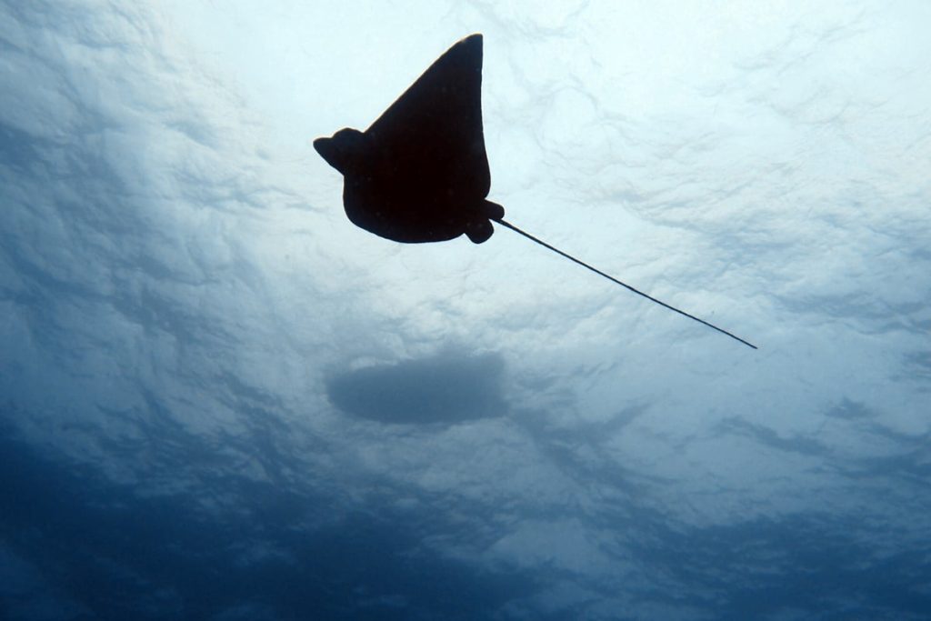 SFF Malpelo - Expedición Septiembre