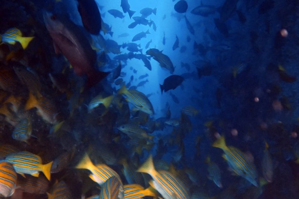 SFF Malpelo - Expedición Septiembre