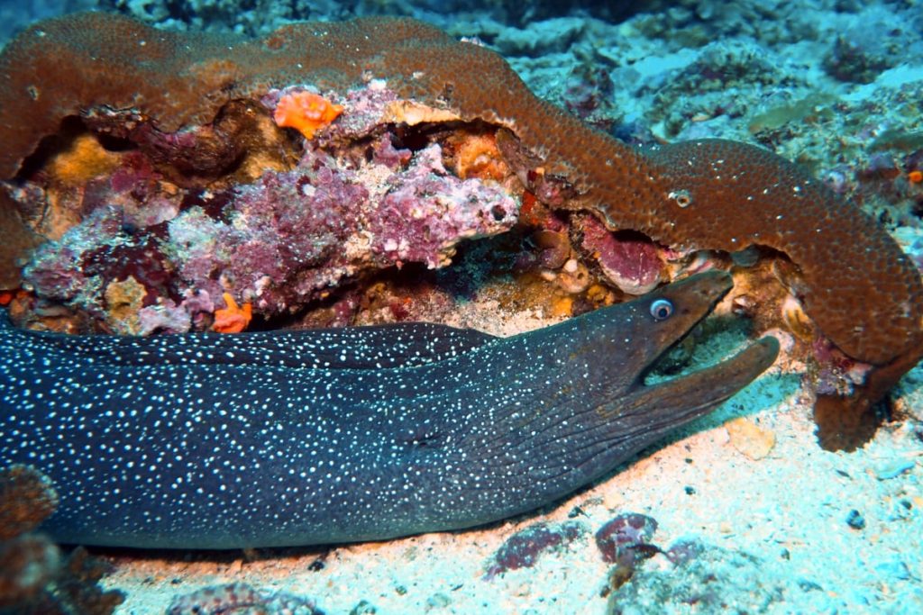 SFF Malpelo - Expedición Septiembre
