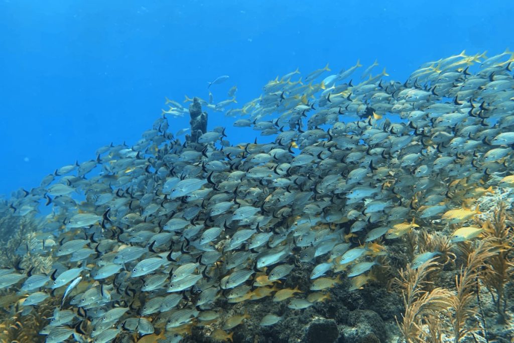 Providencia - Tercera Barrera de Coral