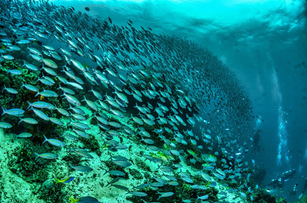 Raja Ampat - El Mejor Buceo del Mundo
