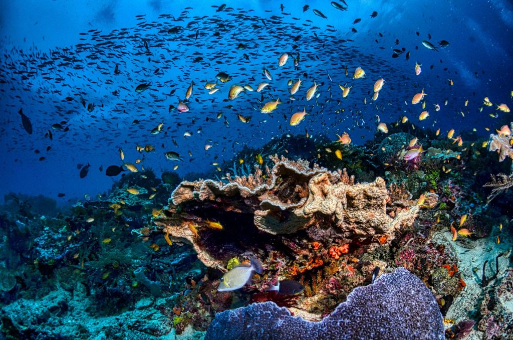 Raja Ampat - El Mejor Buceo del Mundo
