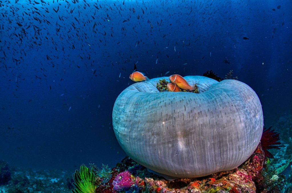 Raja Ampat - El Mejor Buceo del Mundo