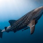 PNN Coiba - Panamá