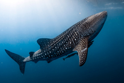 PNN Coiba - Panamá