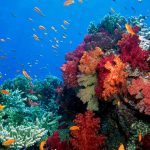 Fiji - Capital del Coral Blando