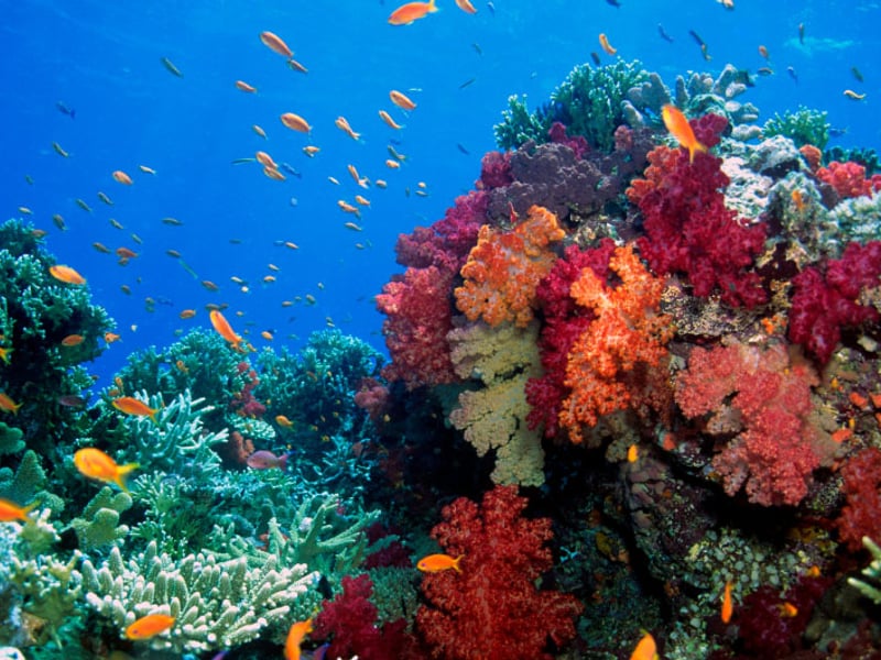 Fiji - Capital del Coral Blando