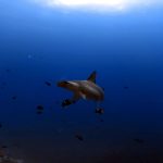SFF Malpelo - Expedición Septiembre