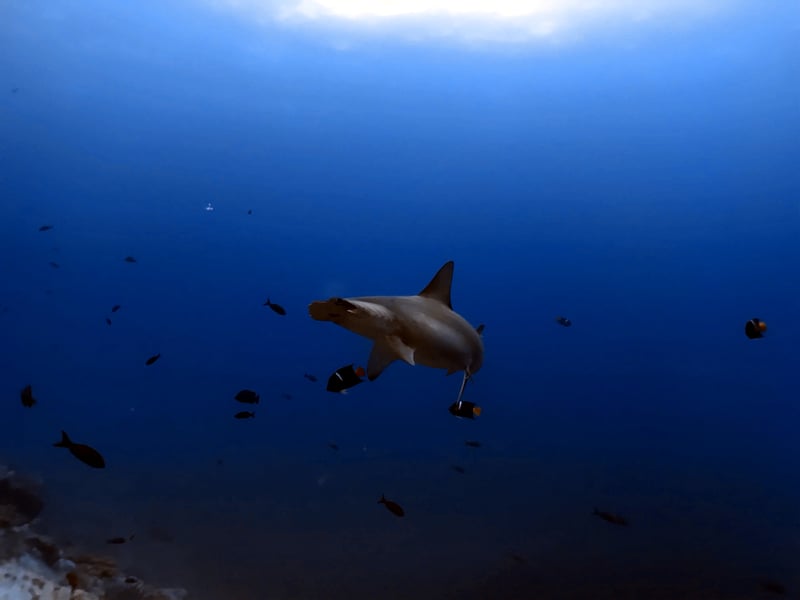 SFF Malpelo - Expedición Septiembre